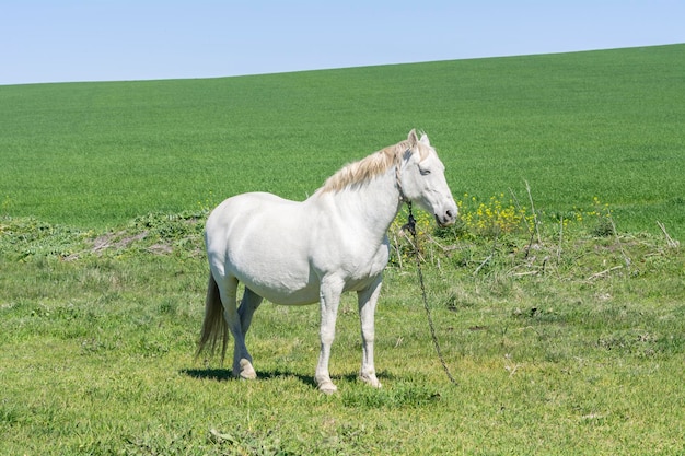 Wit paard op het platteland