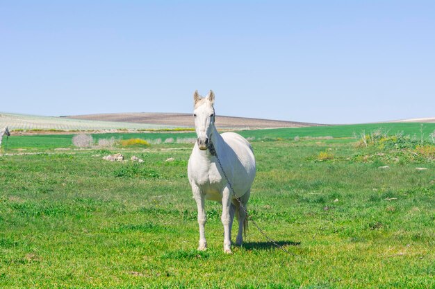 Wit paard op het platteland