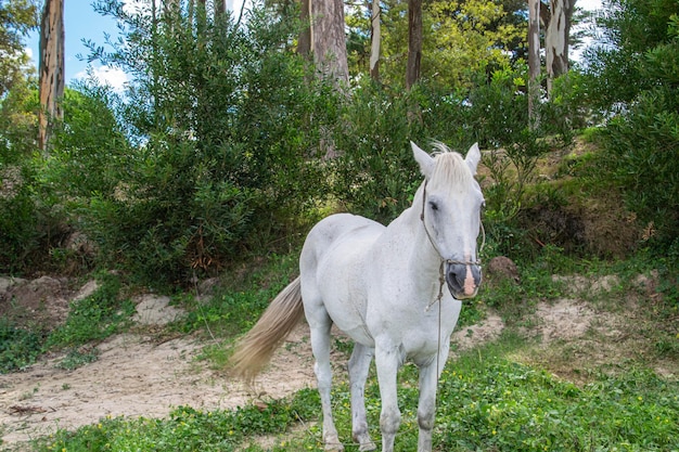 Wit paard op het strand