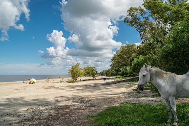 Wit paard op het strand