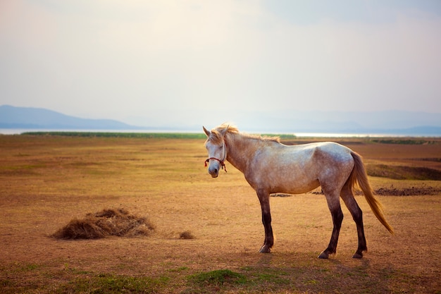 Wit paard op mooi landbouwbedrijfgebied