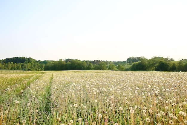 Wit paardebloemveld / pluisvliegen, paardebloemzaden, zomer, wilde bloemen in het veld, landschap seizoensgebonden natuur