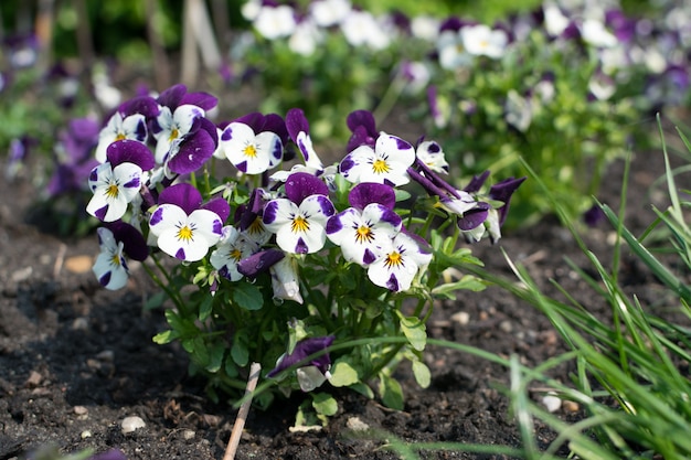 Wit-paars gekleurde viooltje bloemen in lentetuin