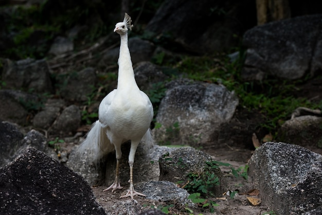 Wit pauwhoofd op grijze rotsachtergrond bij dierentuin Thailand