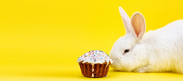 Wit pluizig levend konijn van Pasen met een Pasen-cupcake op een pastelkleur gele achtergrond. Concept voor de paasvakantie