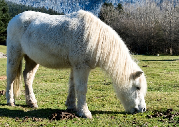 Wit poney weidend gras in de weiden