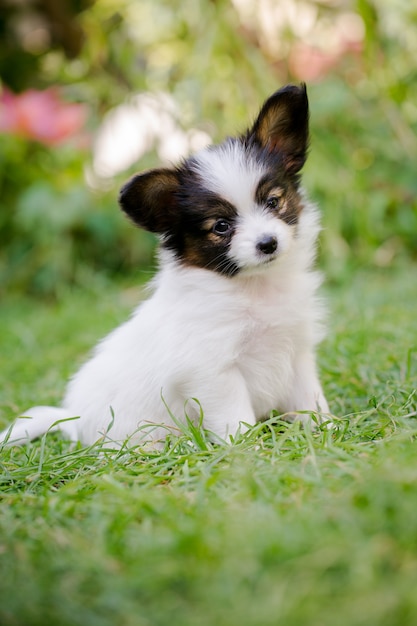 Wit puppy, close-up