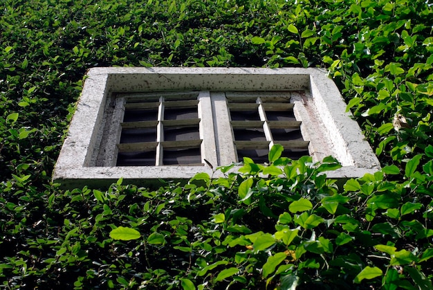 Foto wit raam op groene muur met klimplanten natuurlijke architectuur