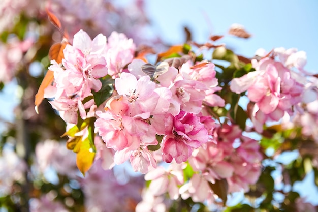 Wit roze appelboom bloemen, lentebloesem van fruittuin. Lente aard