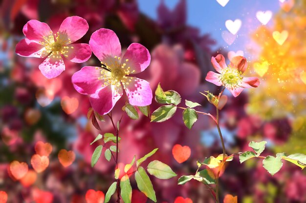 wit roze rood gele rozen maar natuur achtergrond sjabloon kopie ruimte banner groet bloemen