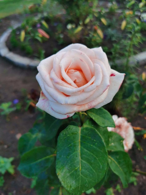 Wit-roze roos groeit in de tuin. Bloem close-up