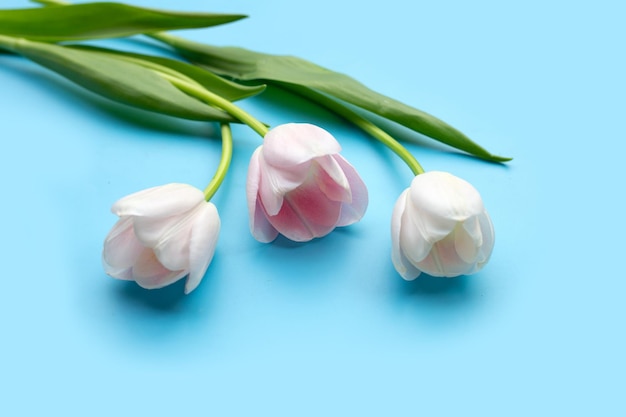 Wit roze tulpen op blauwe achtergrond