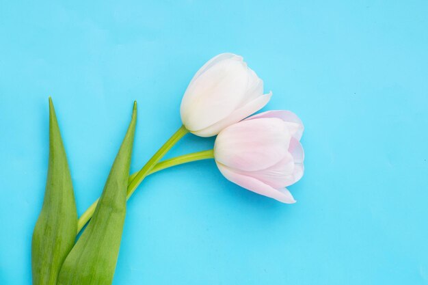 Wit roze tulpen op blauwe achtergrond