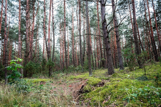 Wit-Russisch boslandschap in de vroege herfst.