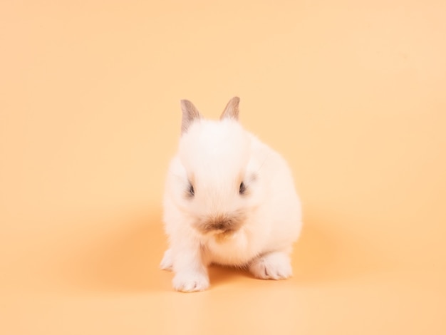 Wit schattig baby konijn op gele achtergrond. Schattige baby konijn.