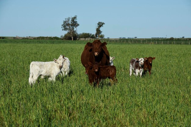 Wit Shorthorn-kalf op het Argentijnse platteland La Pampa provincie Patagonië Argentinië