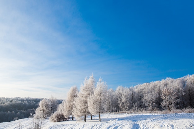 Wit sneeuwgebied in de winterbos. Prachtig landschap