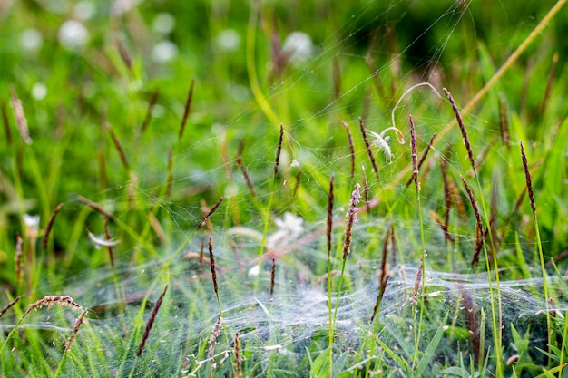 Wit spinneweb op de bovenkant van het groene gras bij de tuin.