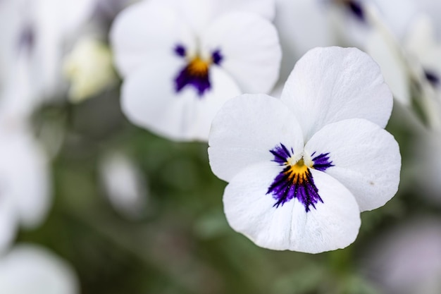 Wit violet met paars midden in de lente