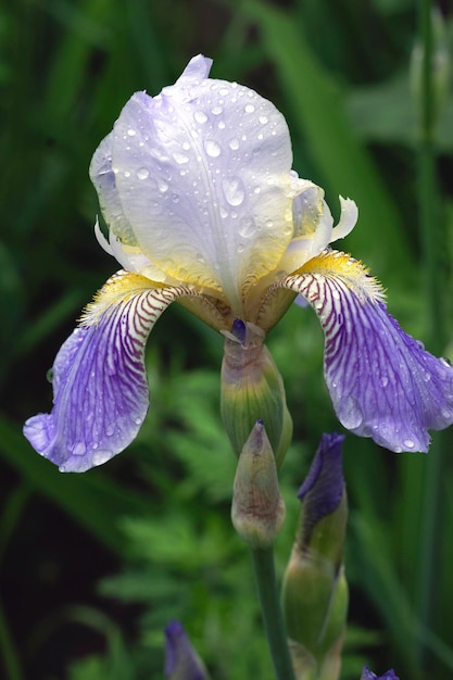 Foto witblauwe iris in dauwdruppels over regen in de bloementuin