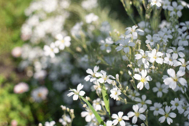 Witbloeiende cerastium tomentosum (cerastium tomentosum)