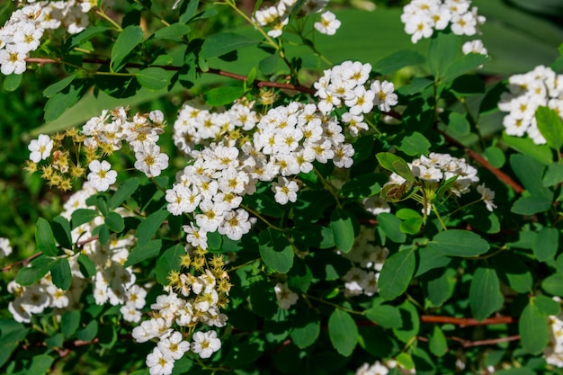 Witbloeiende struik Spirea aguta Bruidskrans