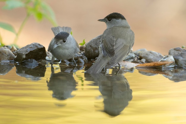 Witborstmannetje bij een natuurlijk waterpunt in een eiken- en dennenbos met de laatste lichtjes