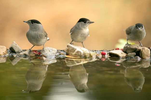 Foto witborstmannetje bij een natuurlijk waterpunt in een eiken- en dennenbos met de laatste lichtjes