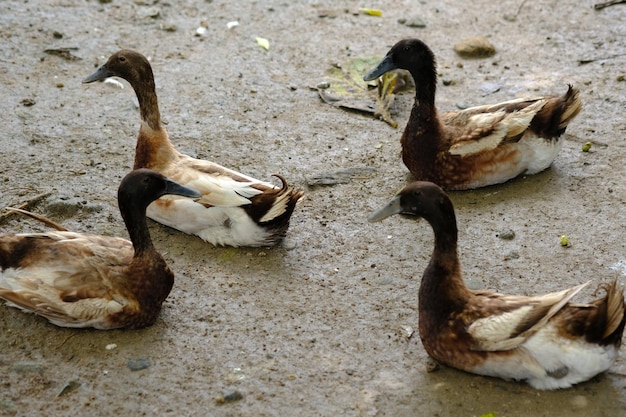 witbruine eenden op de boerderij.