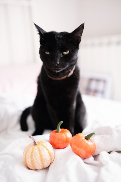 Witch boring black cat and pumpkin on the bed.