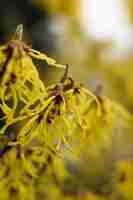 Photo witch hazel yellow beautiful flowers bloom early spring