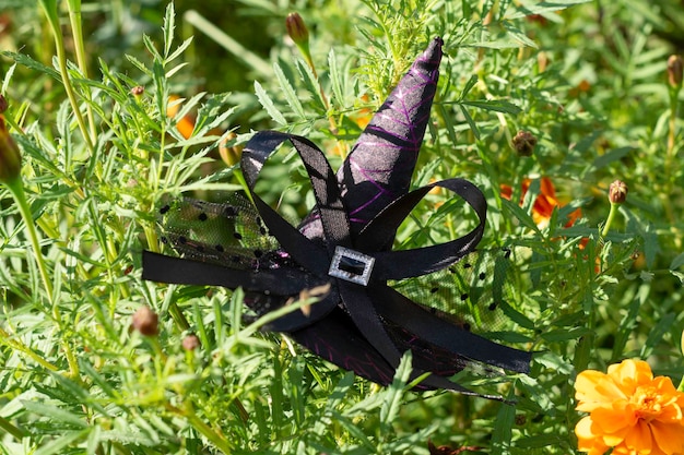 Witch's hat in green foliageHalloween