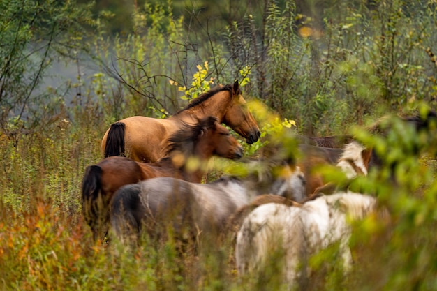 A wite and brown horse eats leaves from a tree hidden