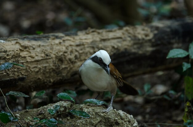 Witekuiflachstrip (Garrulax leucolophus)