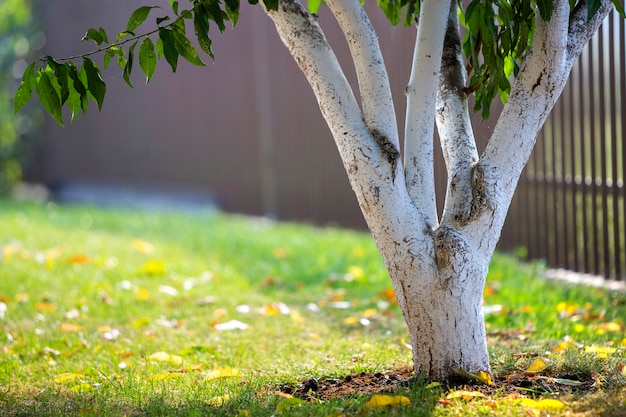 Witgekalkte schors van boom het groeien in zonnige boomgaardtuin