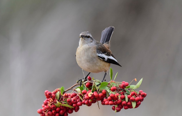 Witgestreepte Mockingbird La Pampa Patagonië Argentinië