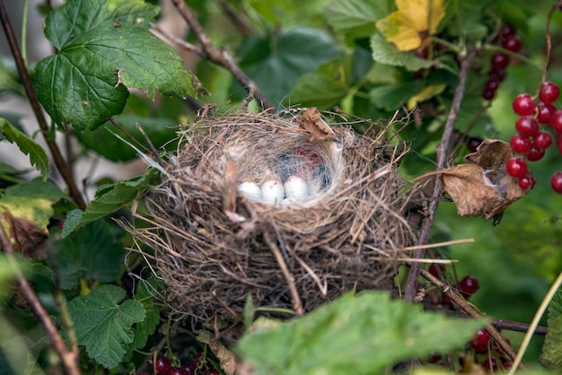 Witgevlekte eieren in een nest aan een boom