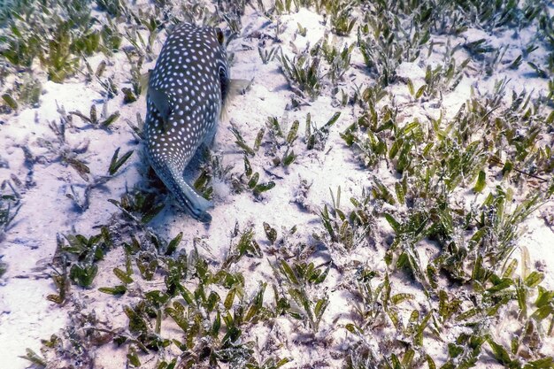 Witgevlekte kogelvis Onderwater (Arothron hispidus) Zeeleven