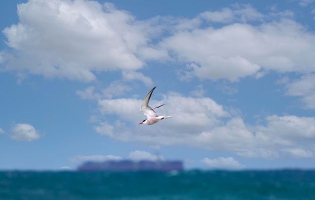 Witgrijze meeuw met rode snavel over de zee Zeemeeuw zweeft over een strand in de bewolkte hemel Een prachtige meeuw spreidt zijn vleugels vliegt over het oppervlak van de blauwe zee Vlucht van een vogel over water