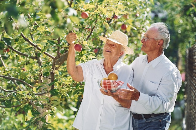 С яблоками Прекрасная пожилая пара вместе в саду