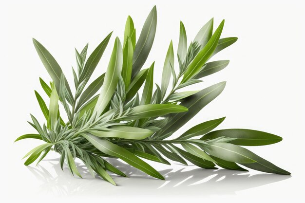 With a clipping path tarragon leaves are isolated on a white background