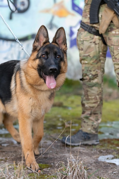 Photo with military working dog portrait on the battlefield. high quality photo