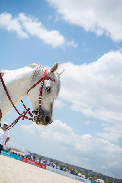 With partial harness