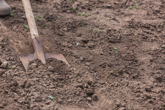 With a shovel to dig soil for a vegetable garden