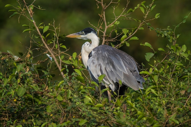 Withalsreiger Pantanal Brazilië