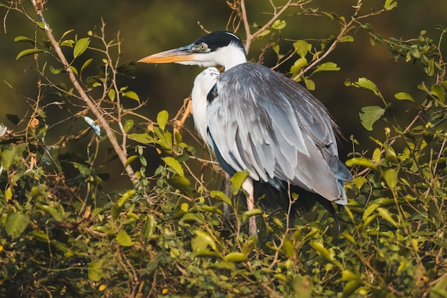 Withalsreiger Pantanal Brazilië