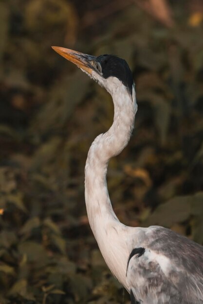 Withalsreiger Pantanal Brazilië