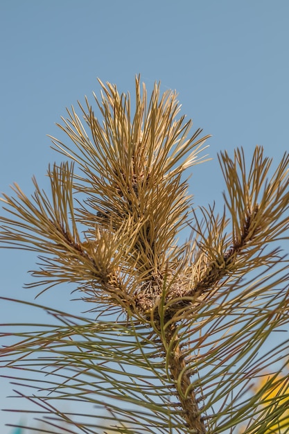 Photo withered branch of a coniferous tree pine against the sky