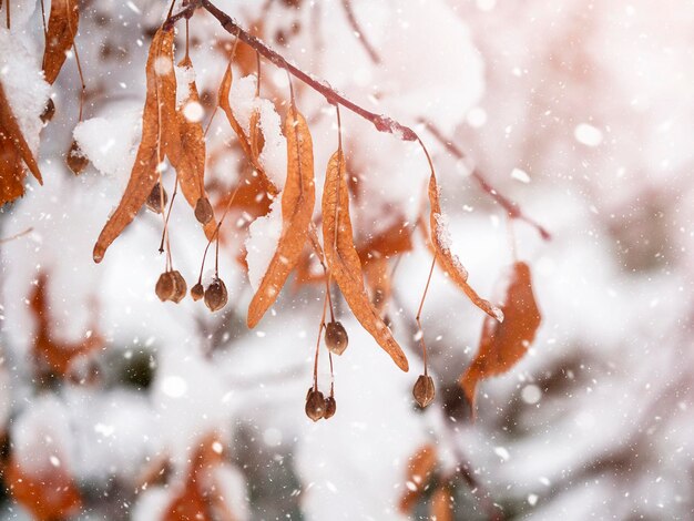 A withered branch covered in snow with dangling berries