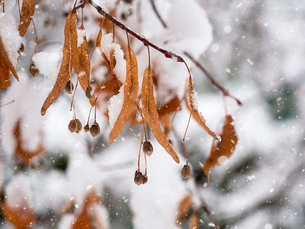 A withered branch covered in snow with dangling berries